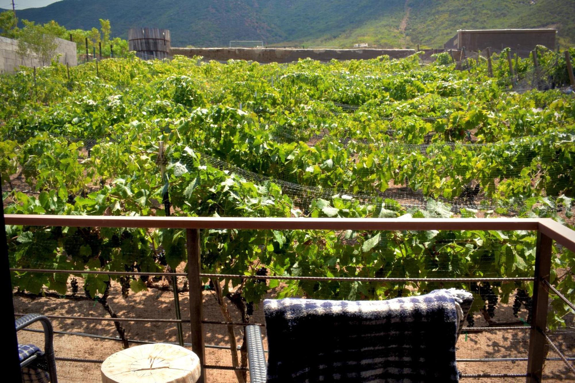 Uvauva Eco-Retreat Bed & Breakfast Valle de Guadalupe Eksteriør bilde