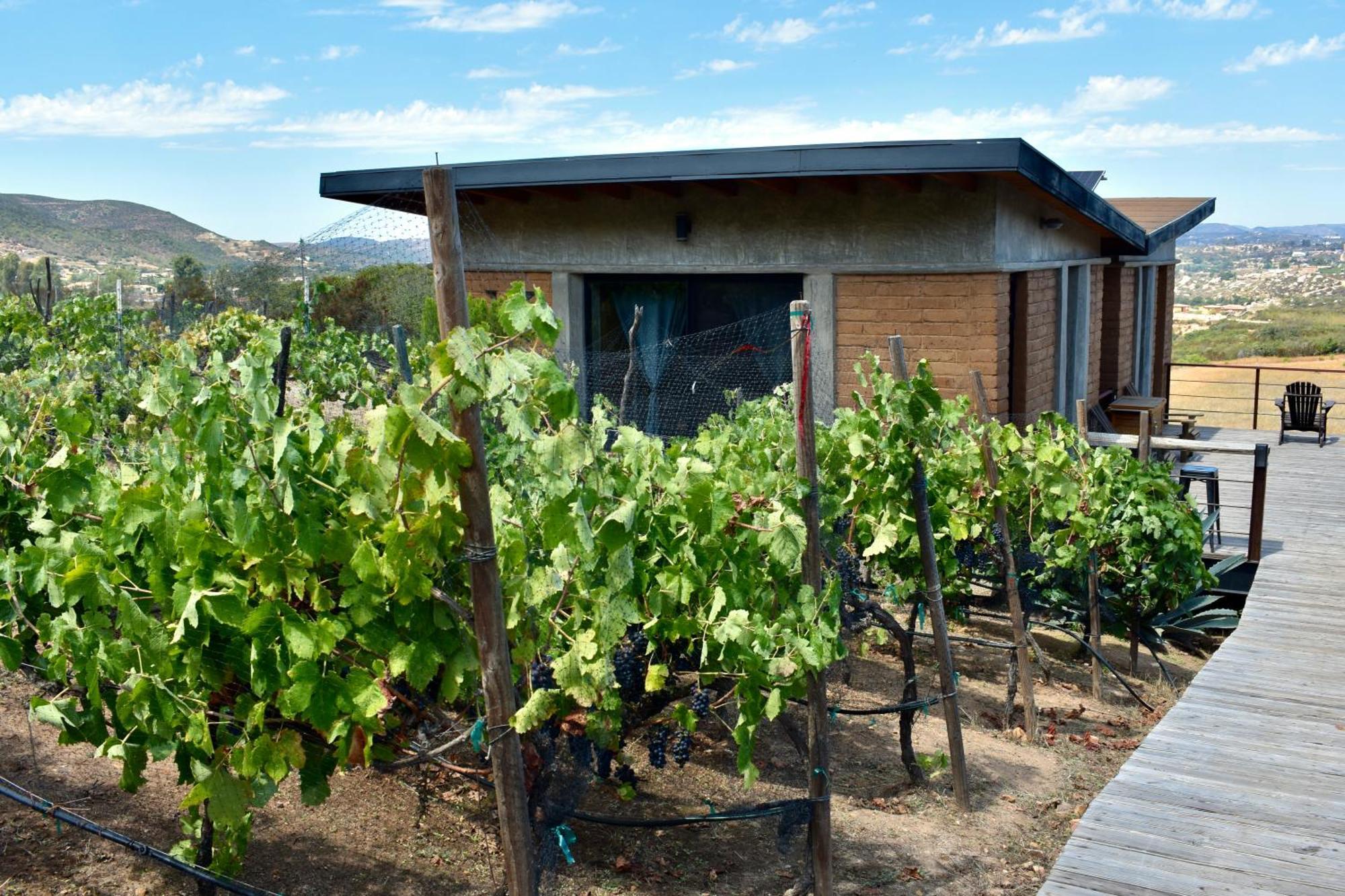 Uvauva Eco-Retreat Bed & Breakfast Valle de Guadalupe Eksteriør bilde